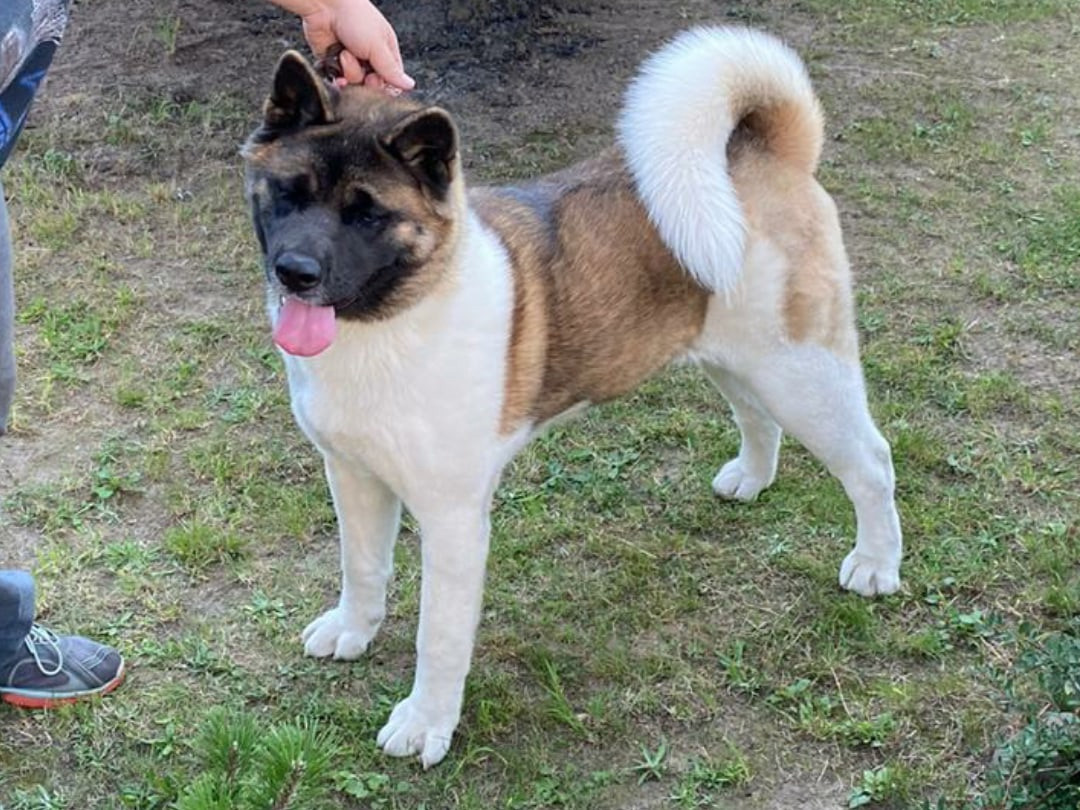 Американская акита питомник RUBYLIGHT. Американская акита I Сиба ину I Питомник RUBYLIGHT