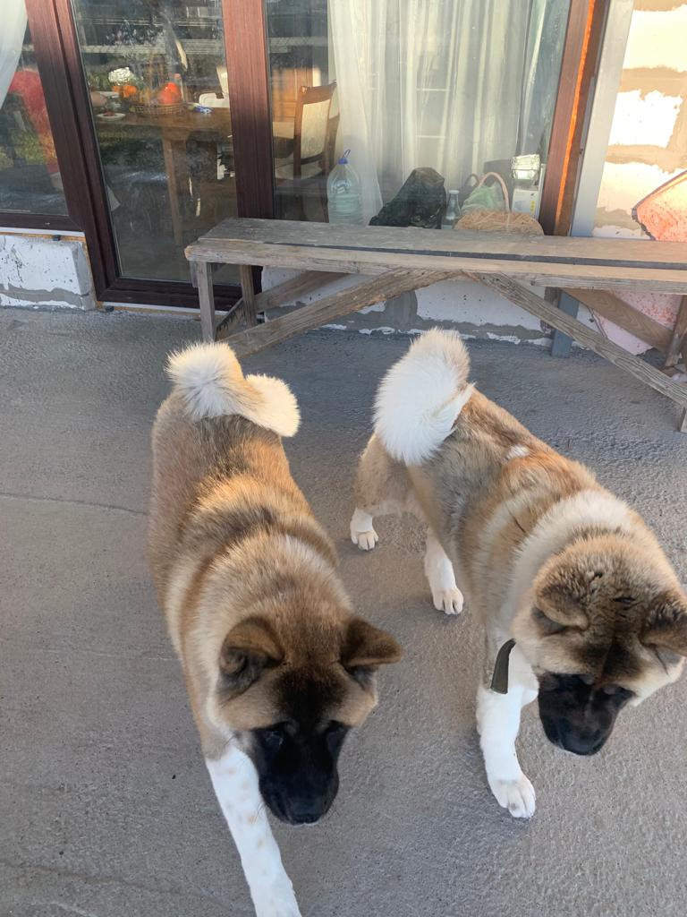 RUBYLIGHT GRACE  & RUBYLIGHT GLORIA. AMERICAN AKITA RUBYLIGHT KENNEL I SHIBA-INU