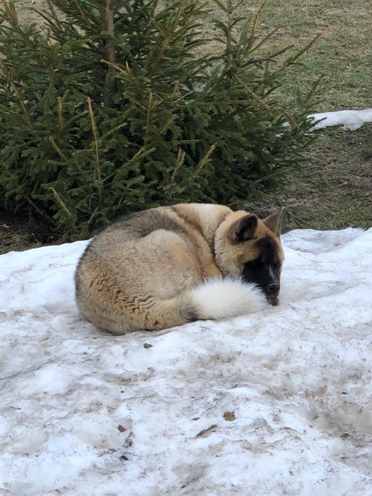 RUBYLIGHT BISHAMON * Тиль. AMERICAN AKITA RUBYLIGHT KENNEL I SHIBA-INU