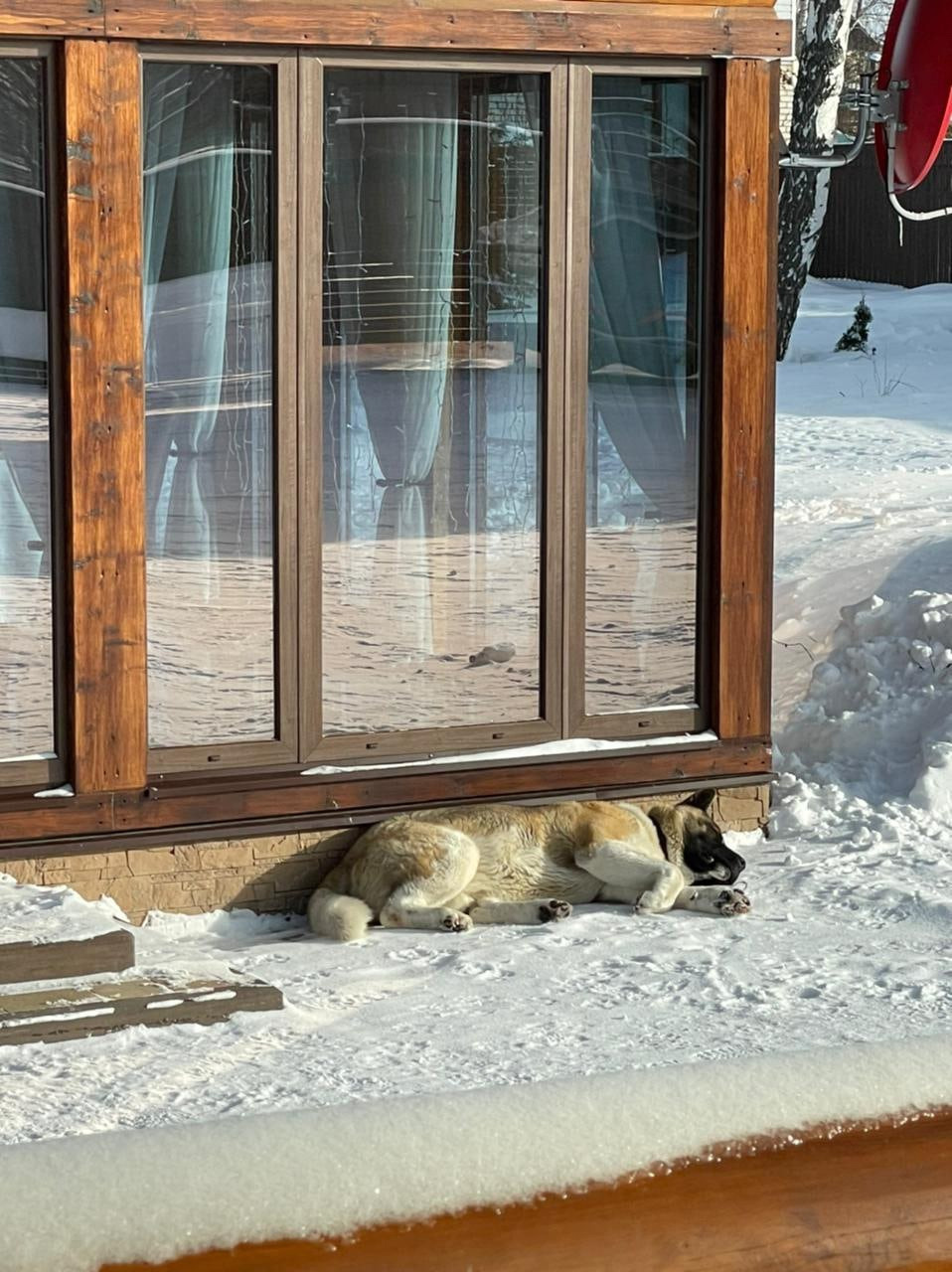 Американская акита питомник RUBYLIGHT. Американская акита I Сиба ину I Питомник RUBYLIGHT