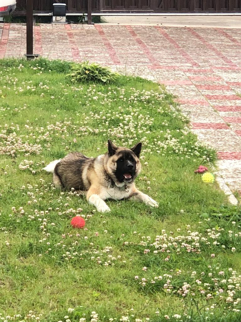 RUBYLIGHT BISHAMON * Тиль. AMERICAN AKITA RUBYLIGHT KENNEL I SHIBA-INU