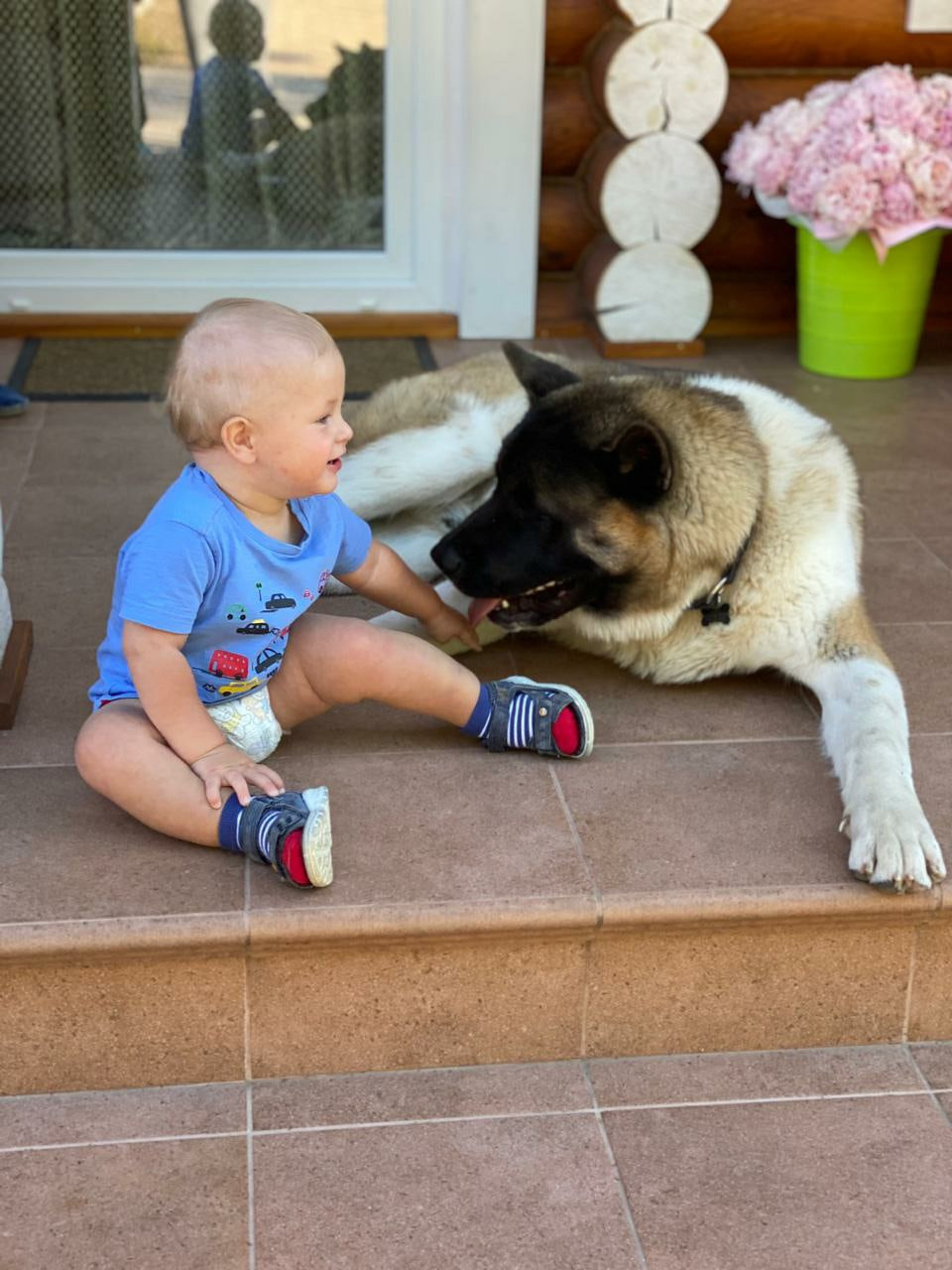 Американская акита питомник RUBYLIGHT. Американская акита I Сиба ину I Питомник RUBYLIGHT