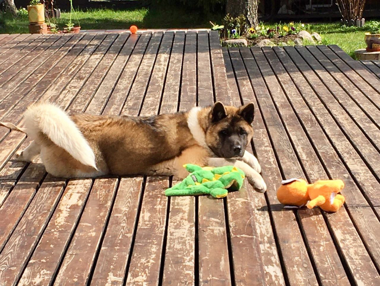 Американская акита питомник RUBYLIGHT. Американская акита I Сиба ину I Питомник RUBYLIGHT