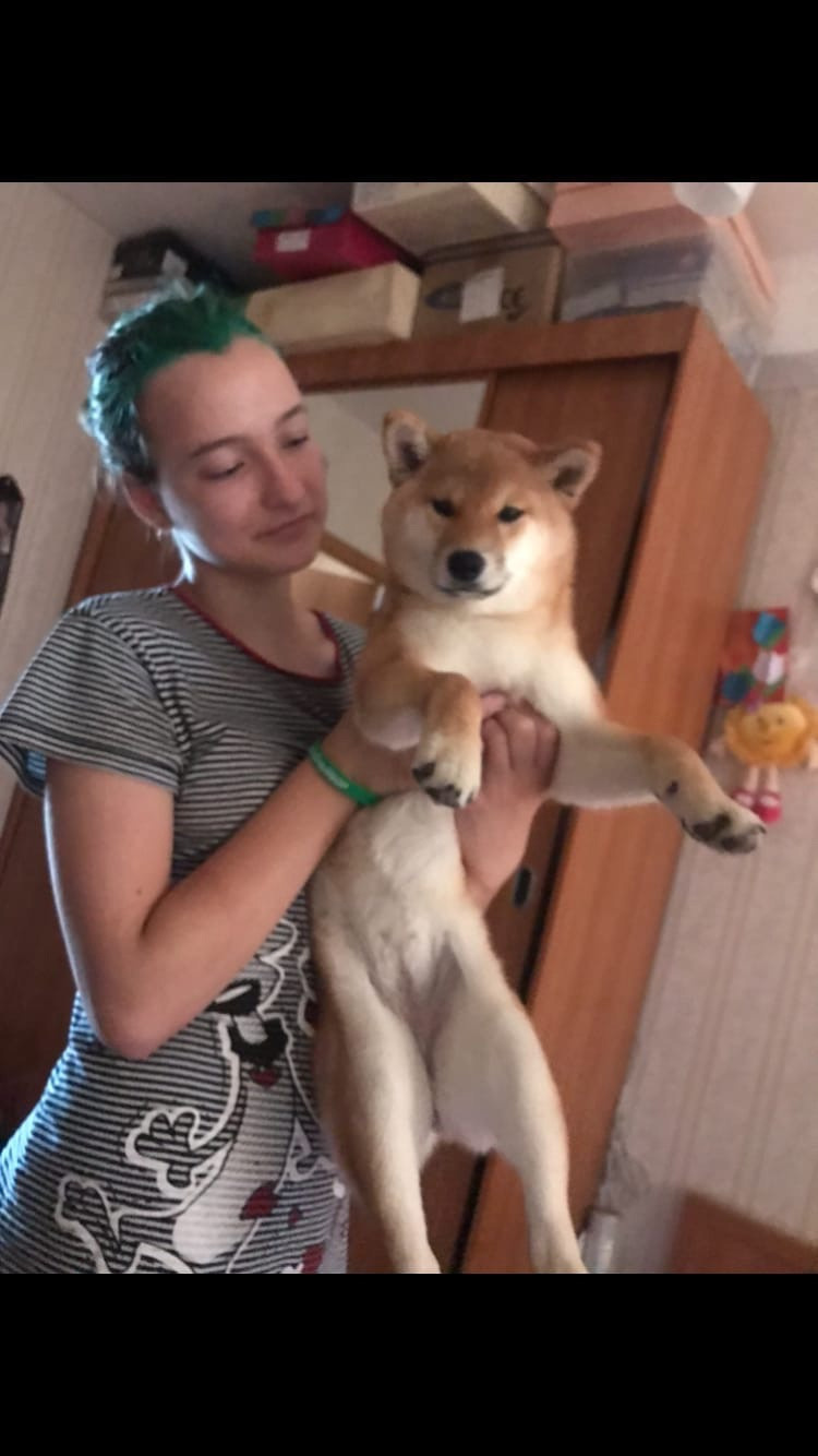 RUBYLIGHT IRIS. AMERICAN AKITA RUBYLIGHT KENNEL I SHIBA-INU