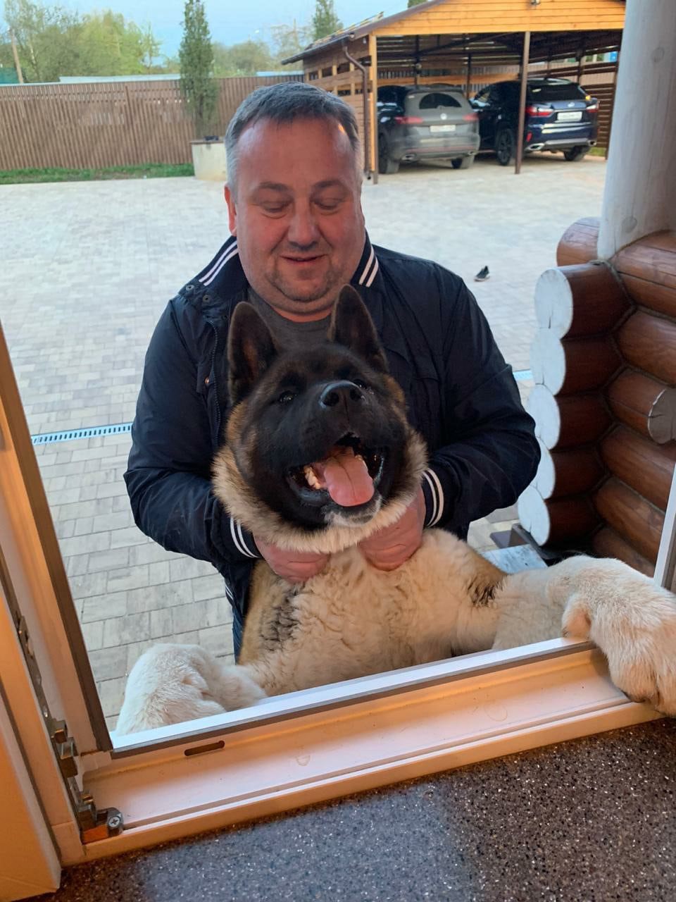 Американская акита питомник RUBYLIGHT. Американская акита I Сиба ину I Питомник RUBYLIGHT