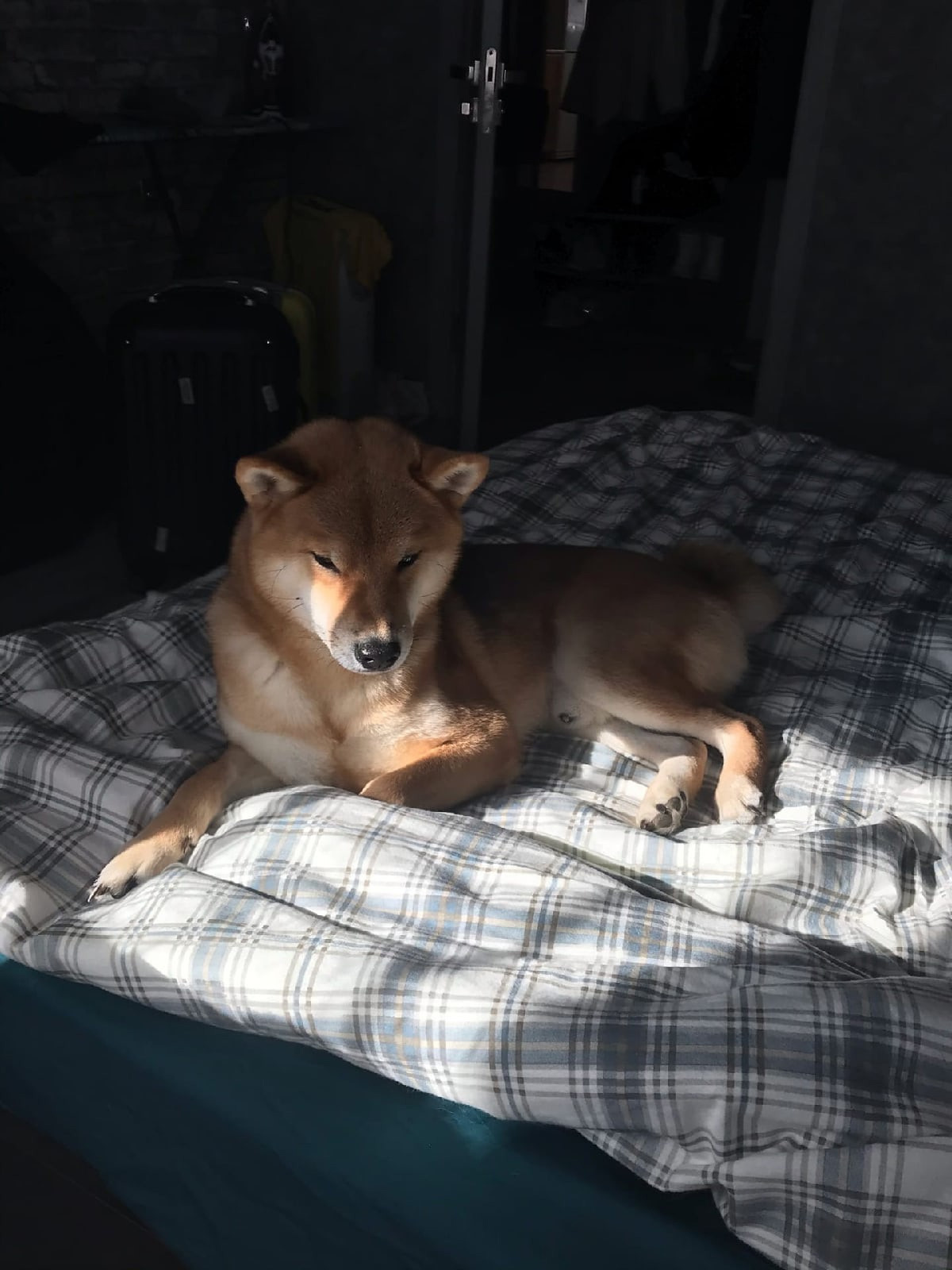 RUBYLIGHT DIN WINCHESTER. AMERICAN AKITA RUBYLIGHT KENNEL I SHIBA-INU