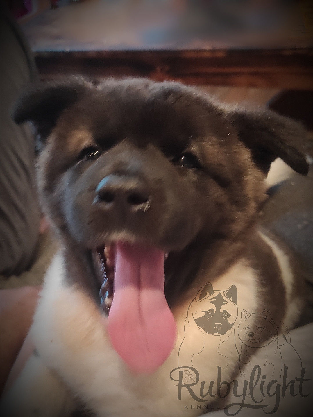 Американская акита питомник RUBYLIGHT. Американская акита I Сиба ину I Питомник RUBYLIGHT