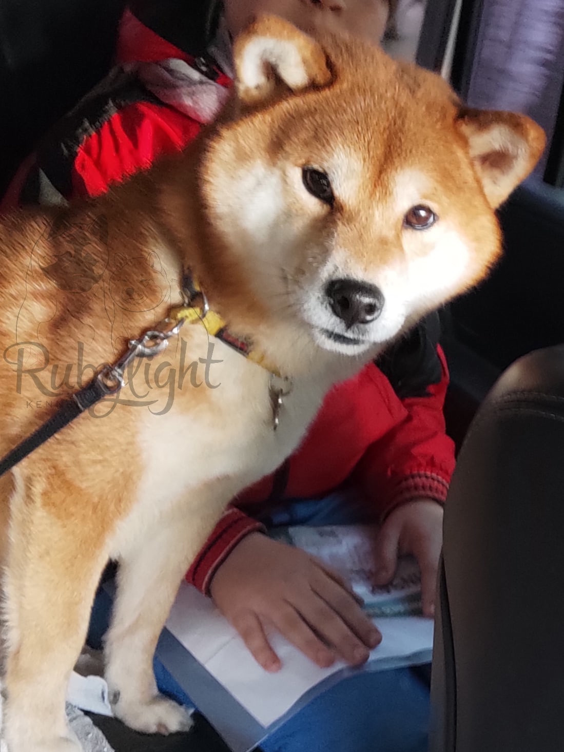 Локи * Shiomaru EVER DREAM * LOKI