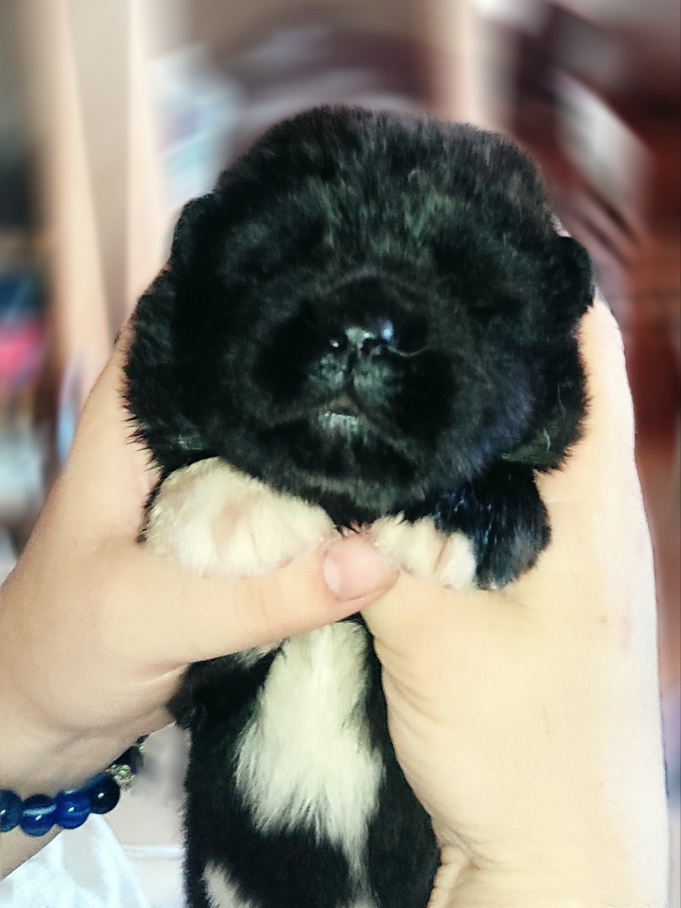 RUBYLIGHT Kitana. AMERICAN AKITA RUBYLIGHT KENNEL I SHIBA-INU