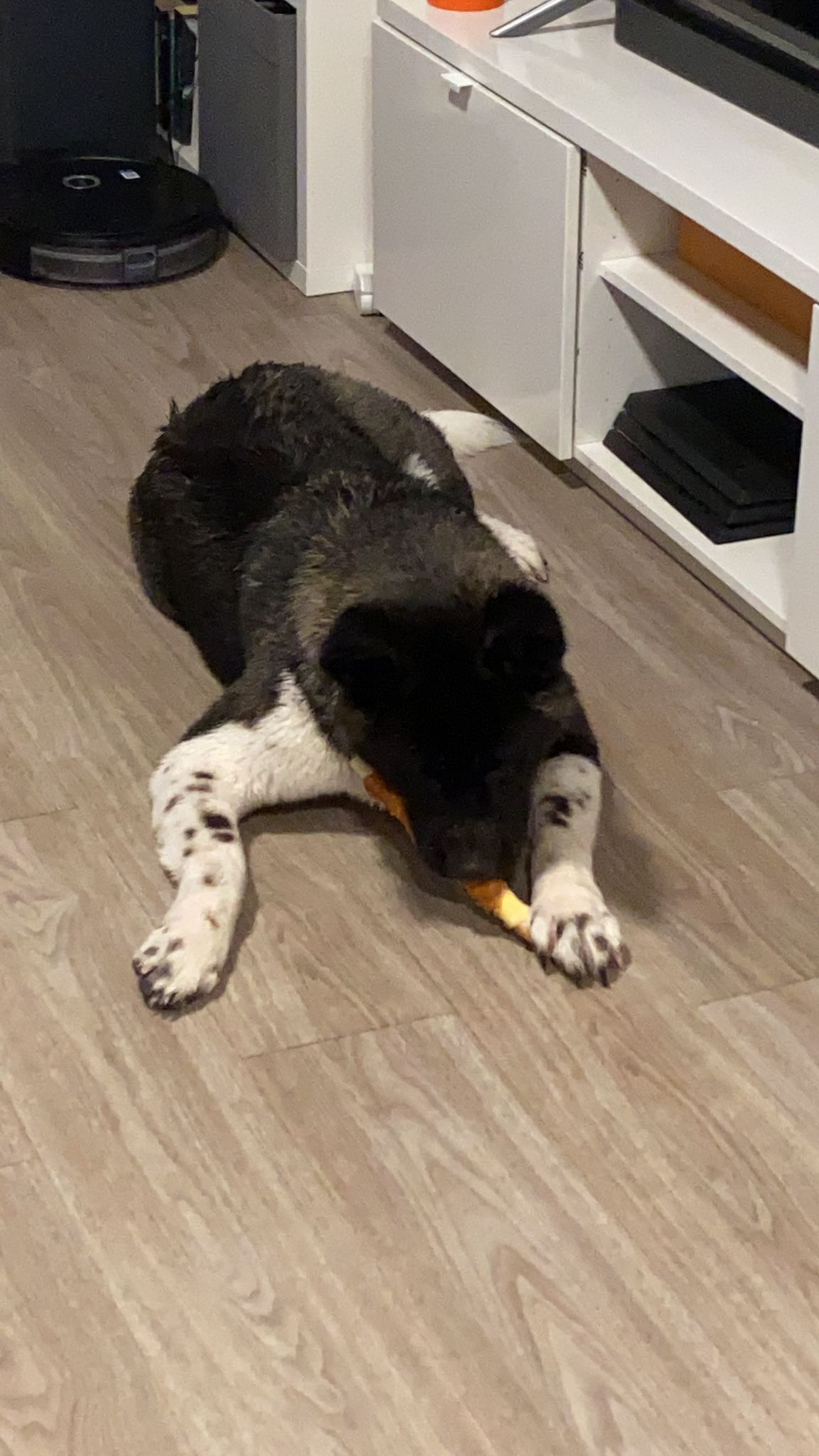 RUBYLIGHT GROZA * Мира. AMERICAN AKITA RUBYLIGHT KENNEL I SHIBA-INU