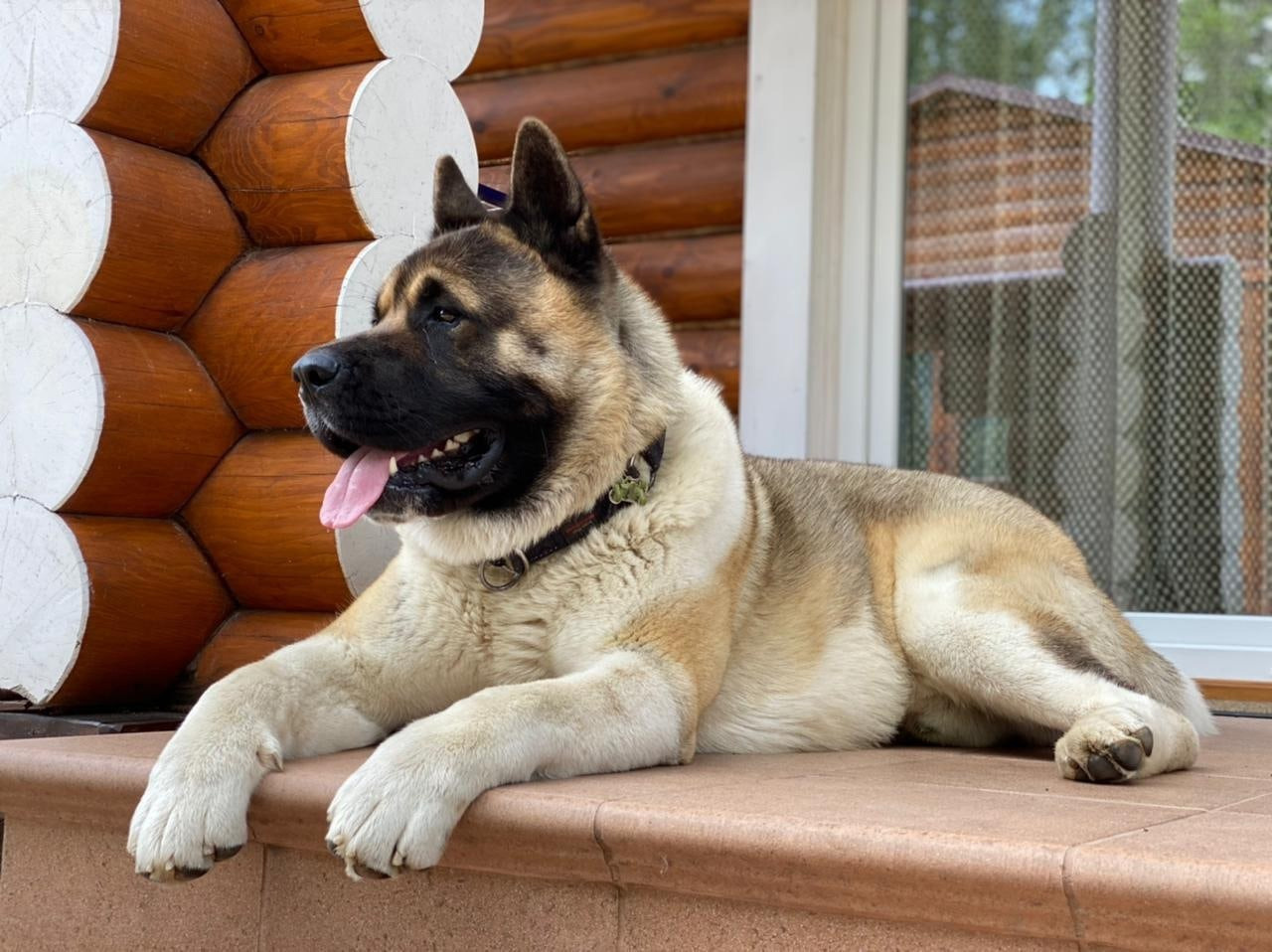 Американская акита питомник RUBYLIGHT. Американская акита I Сиба ину I Питомник RUBYLIGHT