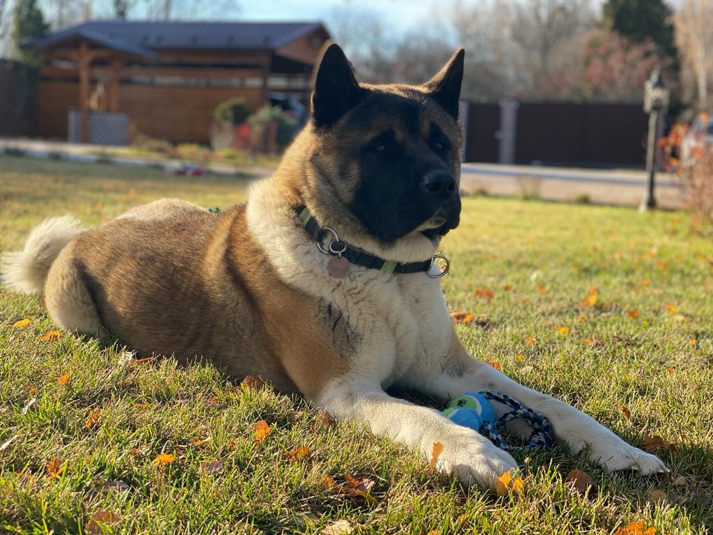 Американская акита питомник RUBYLIGHT. Американская акита I Сиба ину I Питомник RUBYLIGHT