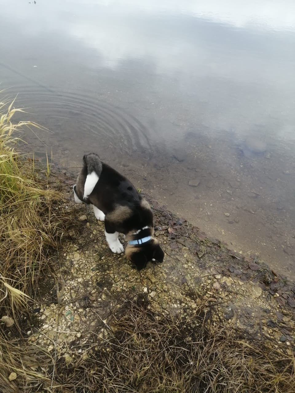 Американская акита питомник RUBYLIGHT. Американская акита I Сиба ину I Питомник RUBYLIGHT