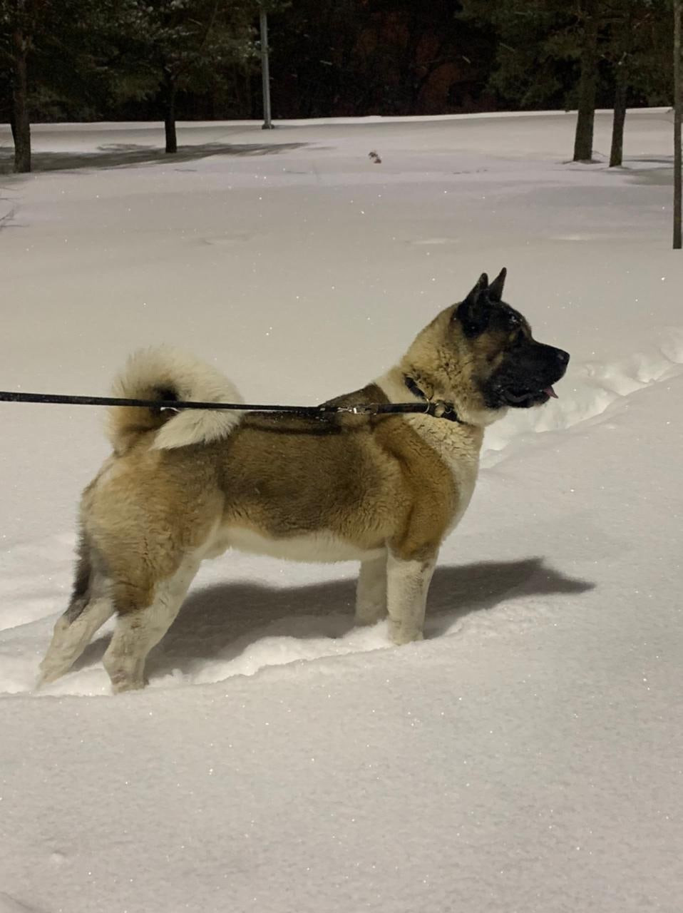 Американская акита питомник RUBYLIGHT. Американская акита I Сиба ину I Питомник RUBYLIGHT