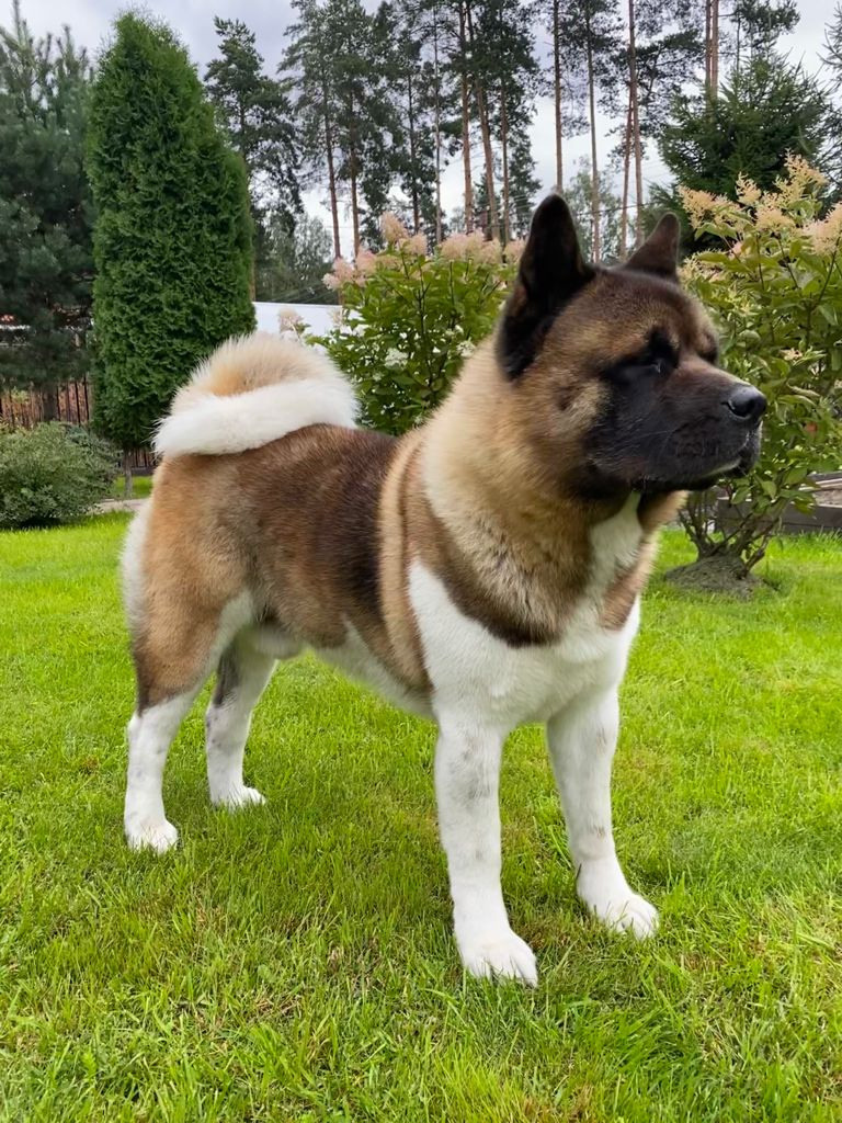 АМЕРИКАНСКАЯ АКИТА. Американская акита I Сиба ину I Питомник RUBYLIGHT