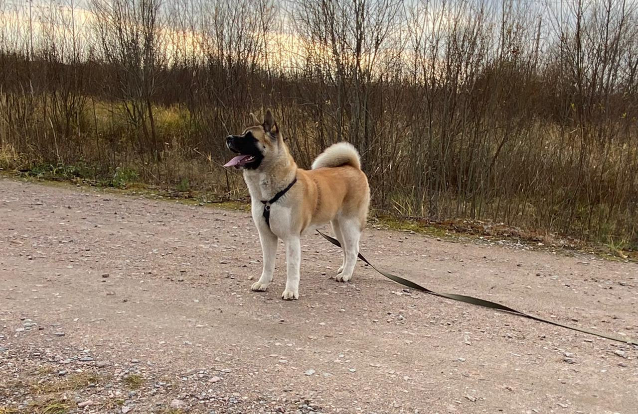 RUBYLIGHT GARMONIA * Гаара. AMERICAN AKITA RUBYLIGHT KENNEL I SHIBA-INU