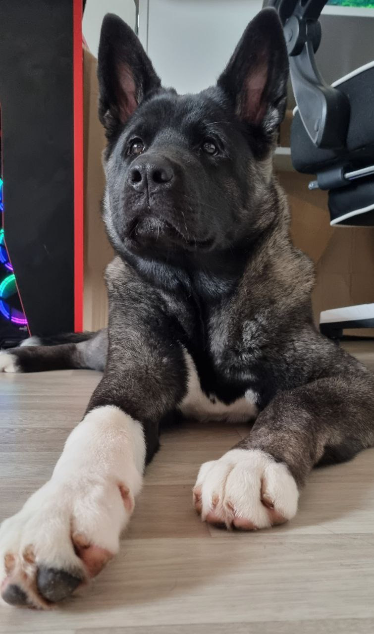 Американская акита питомник RUBYLIGHT. Американская акита I Сиба ину I Питомник RUBYLIGHT