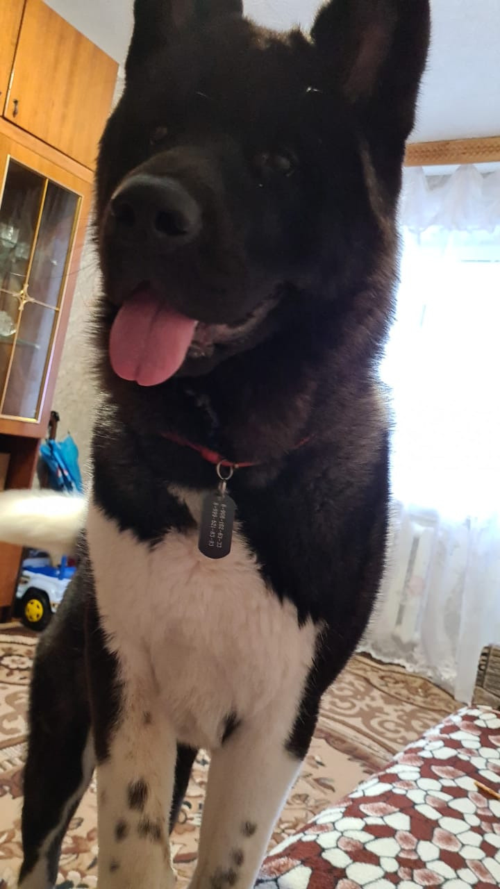 Rubylight Grom Американская акита питомник Рубилайт