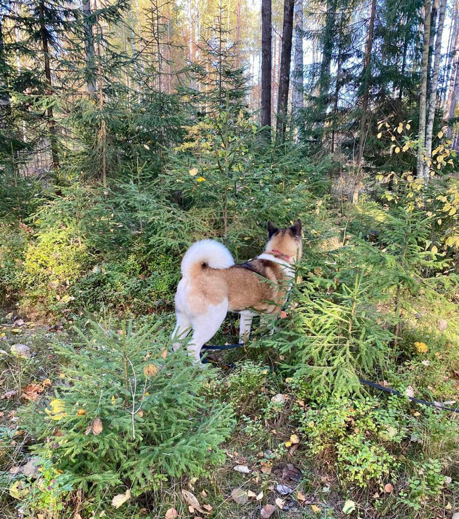 Американская акита питомник RUBYLIGHT. Американская акита I Сиба ину I Питомник RUBYLIGHT