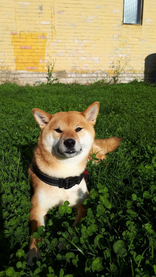 RUBYLIGHT DOLL * Долька (Отец: Хиро * HANDZIMEMESITE HIRO , Мать: Дэва * ZOLOTO PARTII DEVANA GODDESS OF HUNT) сиба