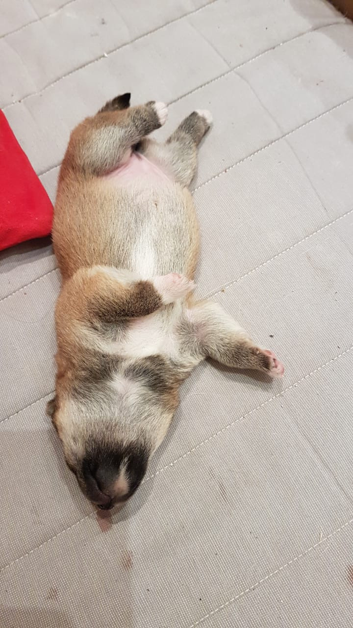 RUBYLIGHT NIKOLE, Отец: SHIOMARU EVER DREAM Мать: TRIUMF SIBIRI AKIKO CHIKAKO, Санкт-Петербург, RUBYLIGHT kennel