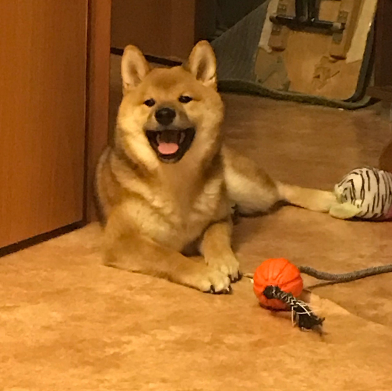 RUBYLIGHT DIN WINCHESTER. AMERICAN AKITA RUBYLIGHT KENNEL I SHIBA-INU