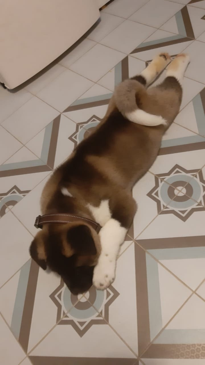 RUBYLIGHT GARRY * Гарри. AMERICAN AKITA RUBYLIGHT KENNEL I SHIBA-INU