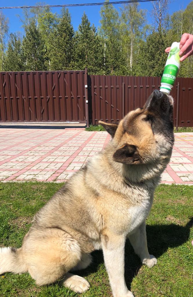 RUBYLIGHT BISHAMON * Тиль. AMERICAN AKITA RUBYLIGHT KENNEL I SHIBA-INU