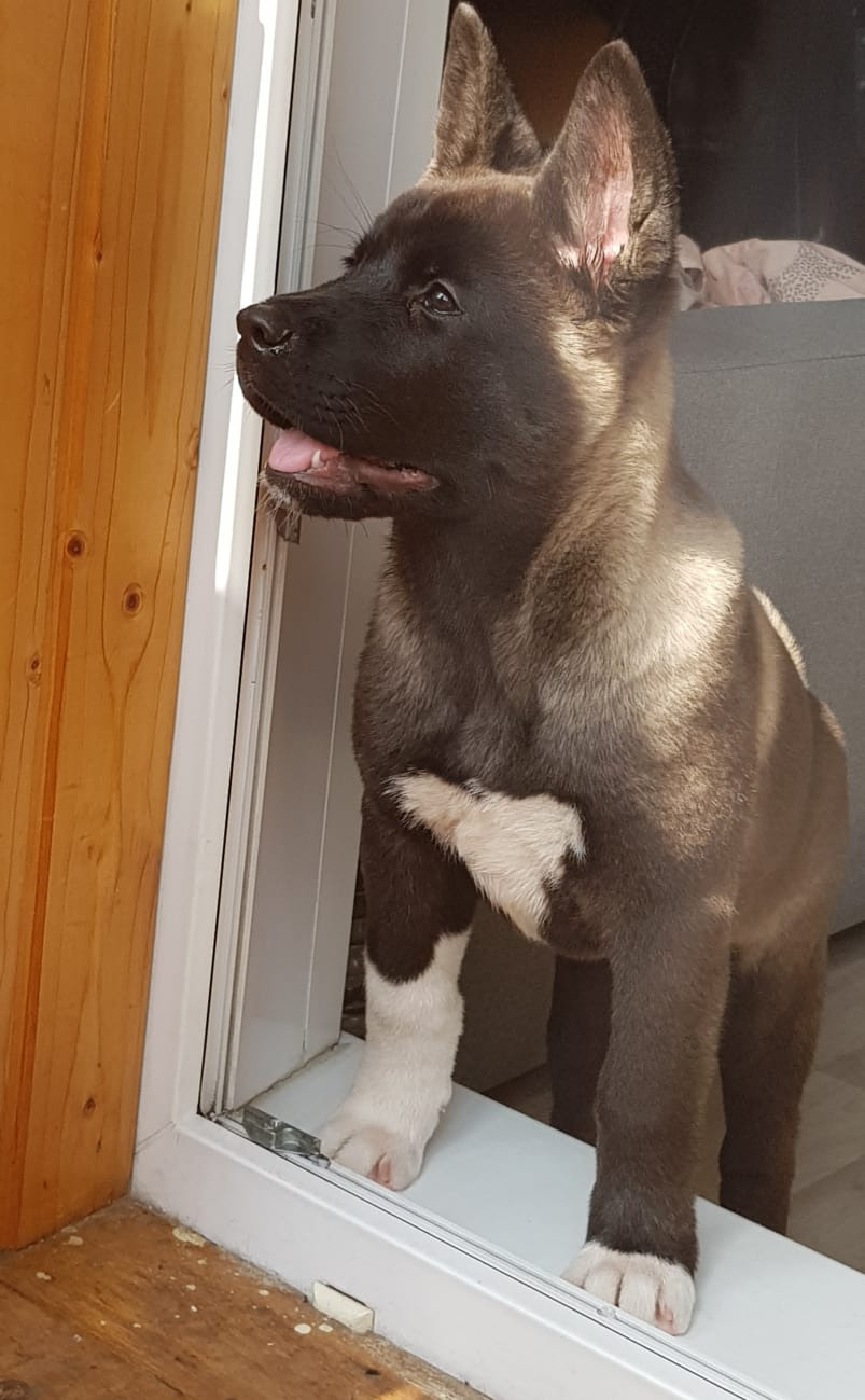 Американская акита питомник RUBYLIGHT. Американская акита I Сиба ину I Питомник RUBYLIGHT