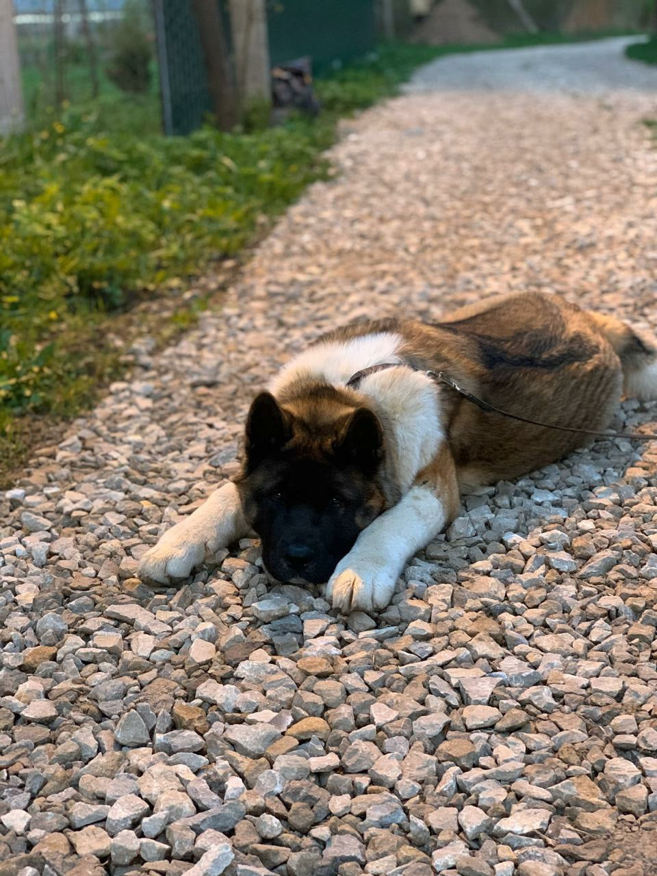 Американская акита питомник RUBYLIGHT. Американская акита I Сиба ину I Питомник RUBYLIGHT
