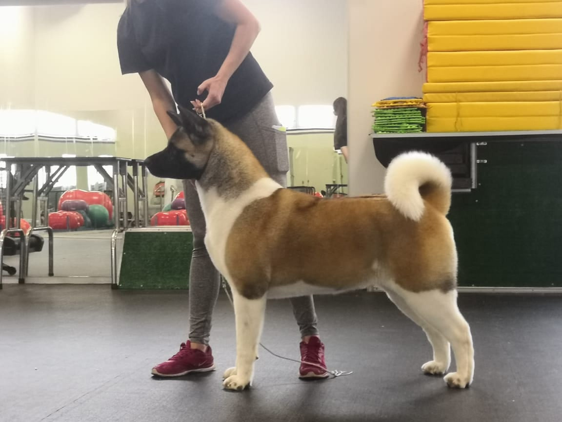 Американская акита питомник RUBYLIGHT. Американская акита I Сиба ину I Питомник RUBYLIGHT