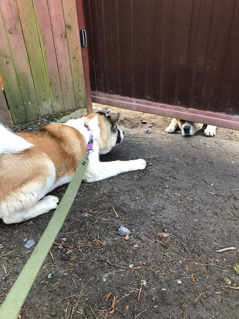 RUBYLIGHT EGEVIKA. AMERICAN AKITA RUBYLIGHT KENNEL I SHIBA-INU