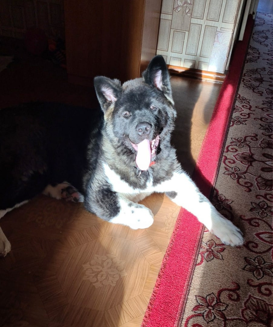 Rubylight Grom Американская акита питомник Рубилайт