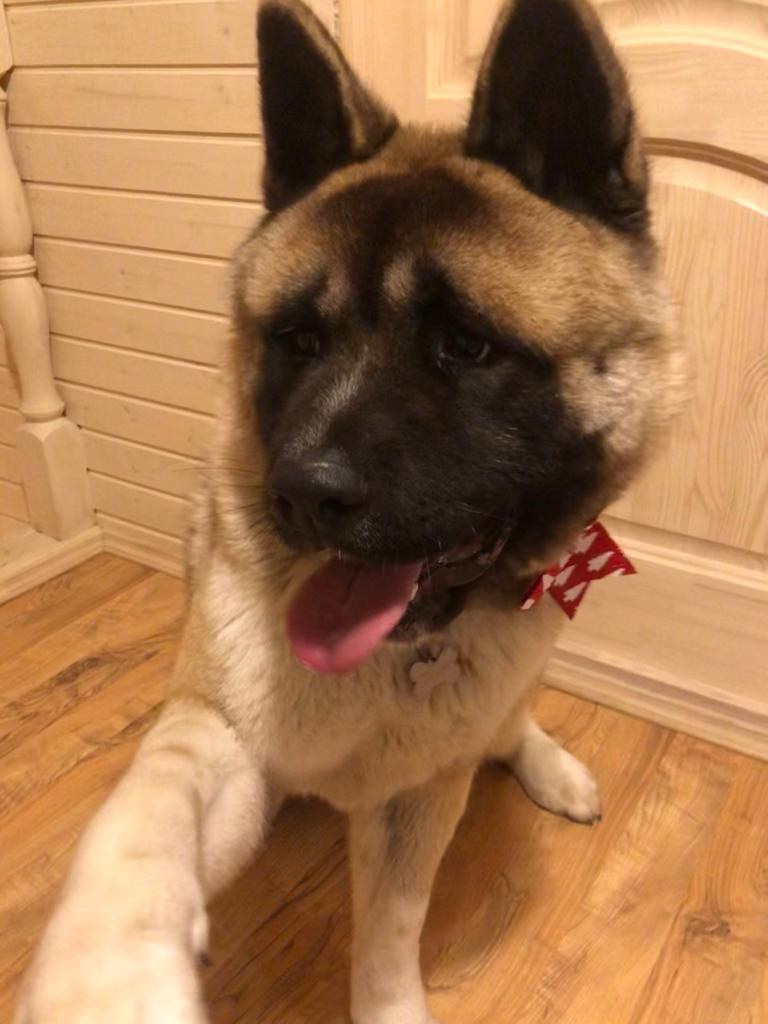 RUBYLIGHT BISHAMON * Тиль. AMERICAN AKITA RUBYLIGHT KENNEL I SHIBA-INU