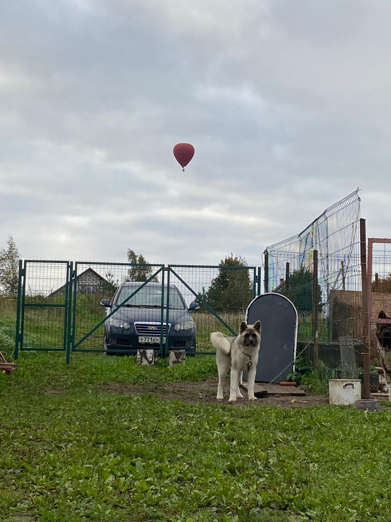 RUBYLIGHT HEL'. AMERICAN AKITA RUBYLIGHT KENNEL I SHIBA-INU