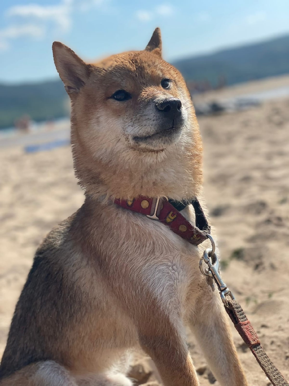 RUBYLIGHT DIN WINCHESTER. AMERICAN AKITA RUBYLIGHT KENNEL I SHIBA-INU