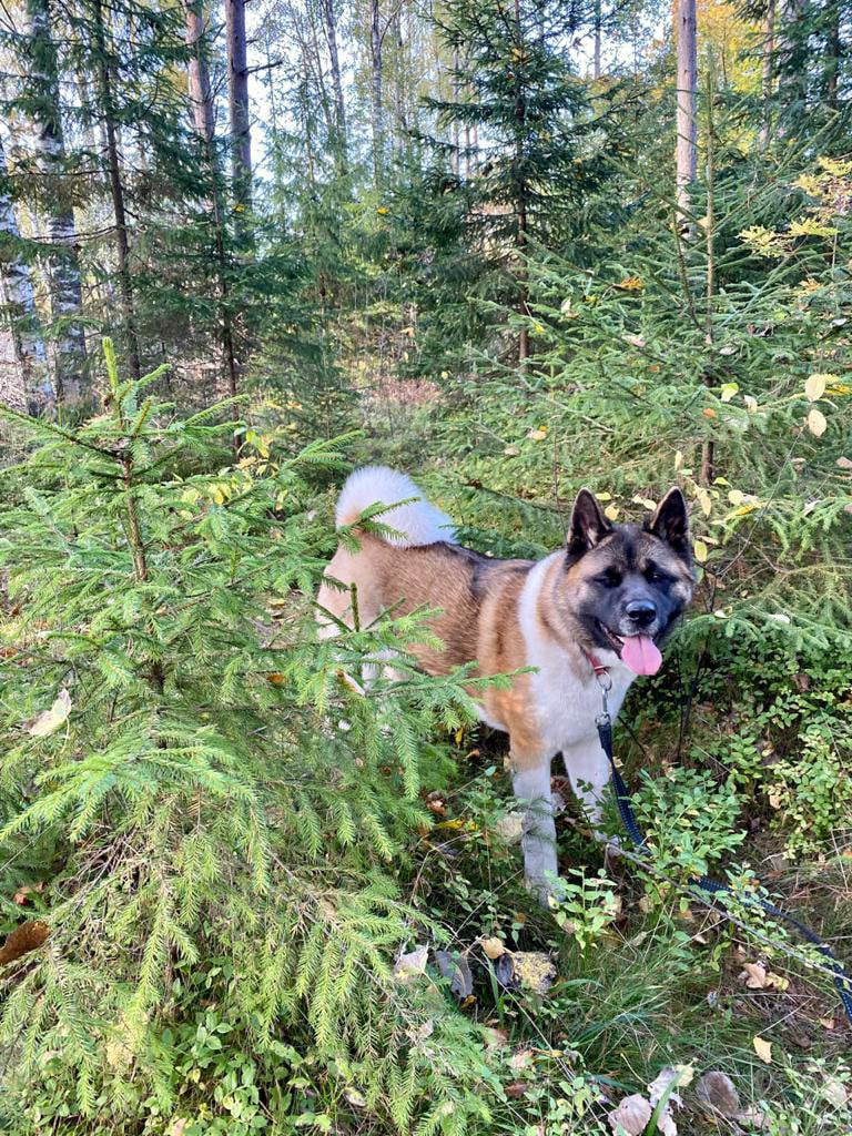 Американская акита питомник RUBYLIGHT. Американская акита I Сиба ину I Питомник RUBYLIGHT