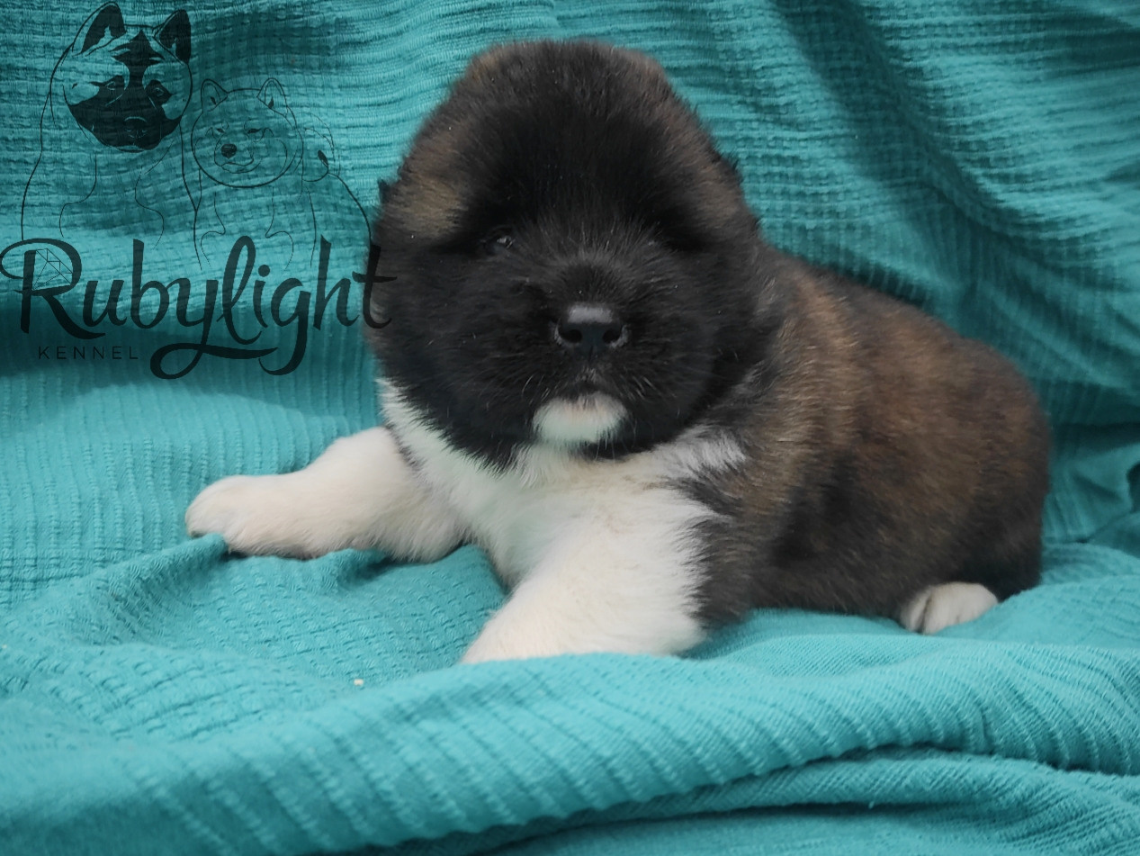 RUBYLIGHT Melissa, Дата рождения 03.10.2021Мама DANCING QUEEN Папа NATIVEBEAR LEGION MAN , щенки Американская Акита RUBYLIGHT питомник Санкт-Петербург