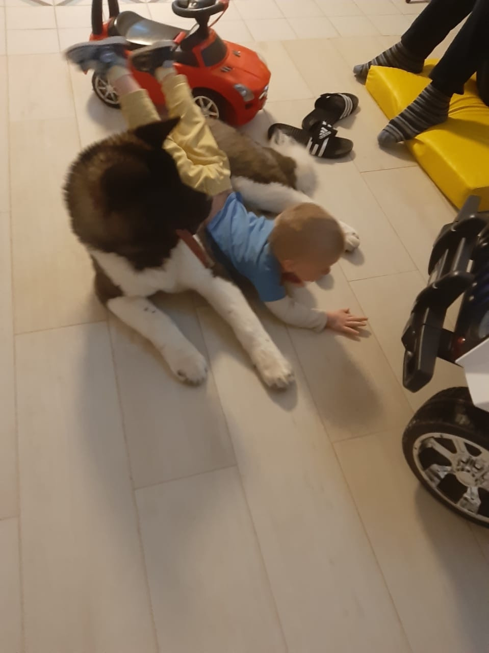 RUBYLIGHT GARRY * Гарри. AMERICAN AKITA RUBYLIGHT KENNEL I SHIBA-INU