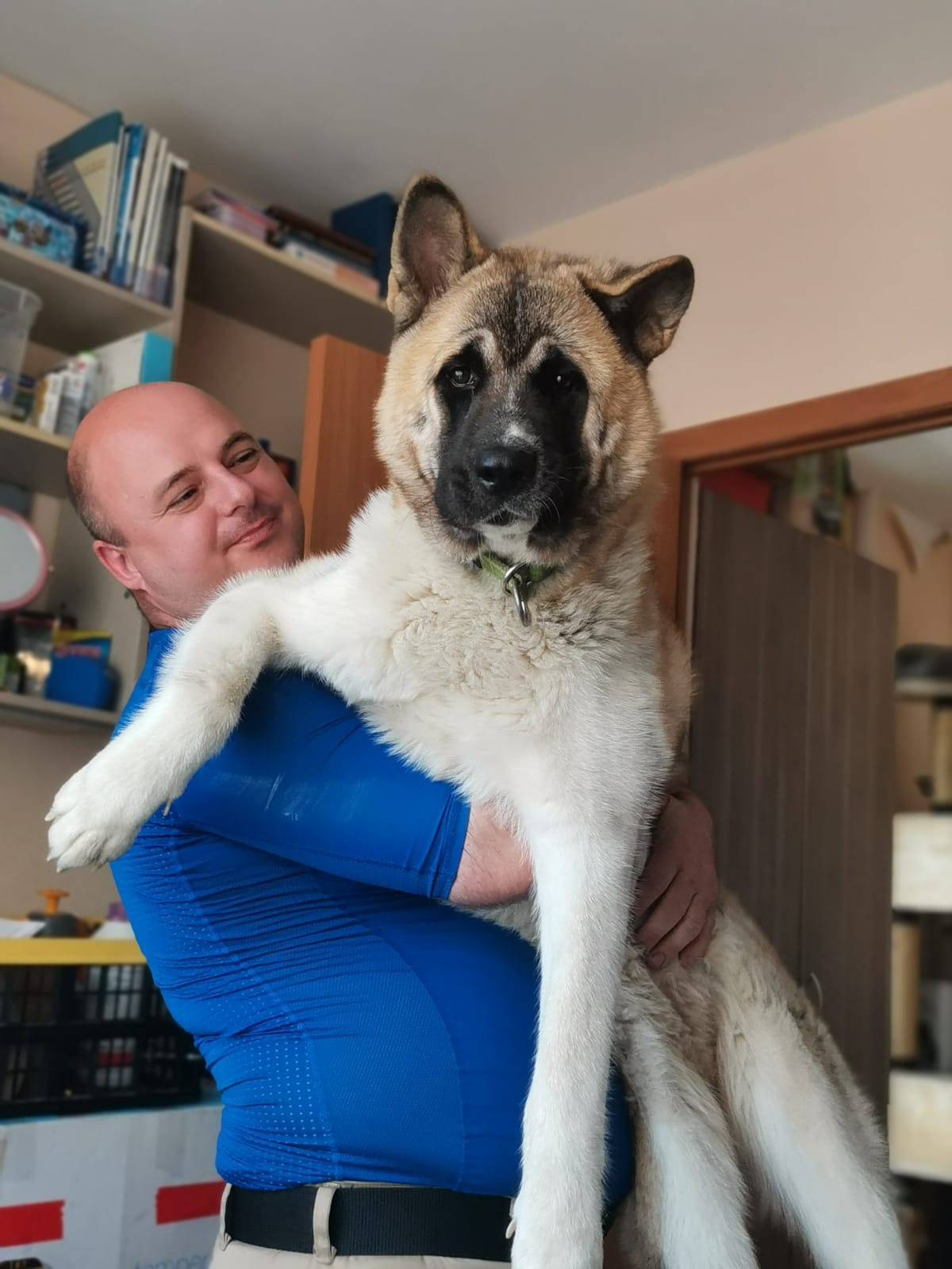 RUBYLIGHT GUCHI * Гуччи. AMERICAN AKITA RUBYLIGHT KENNEL I SHIBA-INU