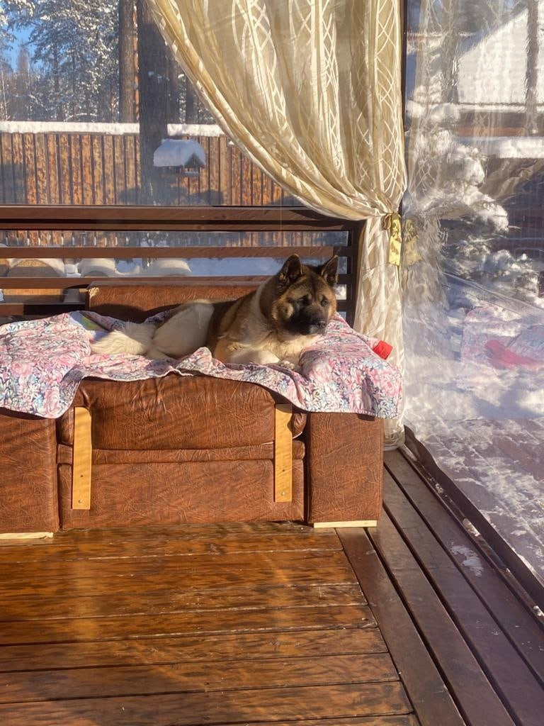 Американская акита питомник RUBYLIGHT. Американская акита I Сиба ину I Питомник RUBYLIGHT