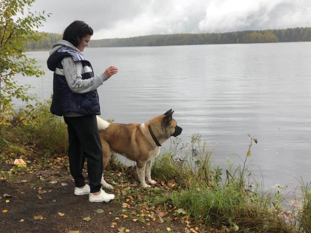 RUBYLIGHT BISHAMON * Тиль. AMERICAN AKITA RUBYLIGHT KENNEL I SHIBA-INU