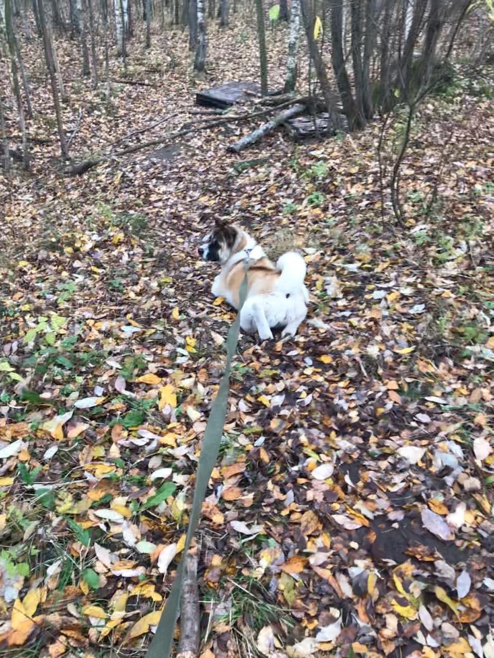 RUBYLIGHT EGEVIKA. AMERICAN AKITA RUBYLIGHT KENNEL I SHIBA-INU