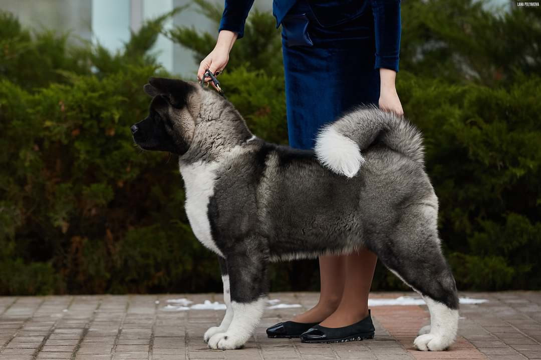 МЭР * Alter Real Merkurу  американская акита рубилайт rubylight акита вязка щенки