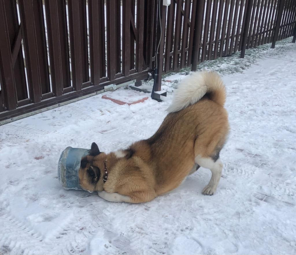 RUBYLIGHT BISHAMON * Тиль. AMERICAN AKITA RUBYLIGHT KENNEL I SHIBA-INU