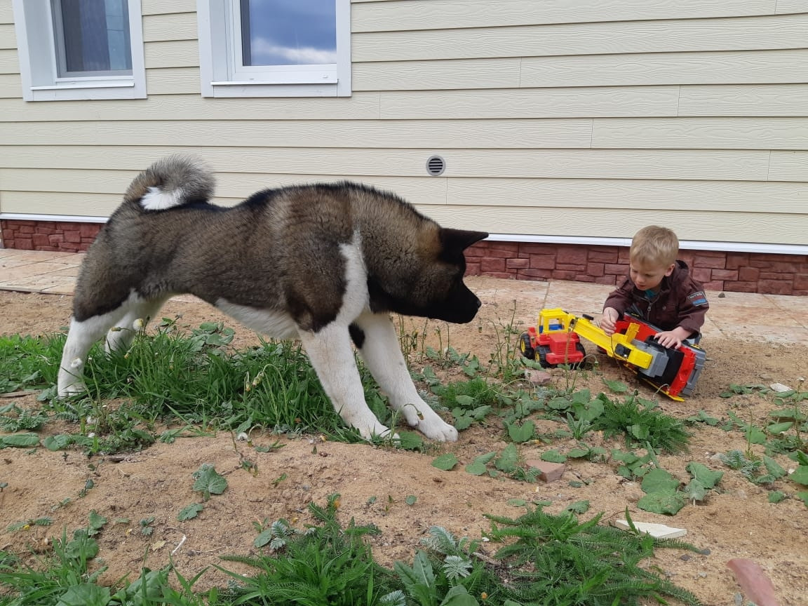 RUBYLIGHT GARRY * Гарри. AMERICAN AKITA RUBYLIGHT KENNEL I SHIBA-INU