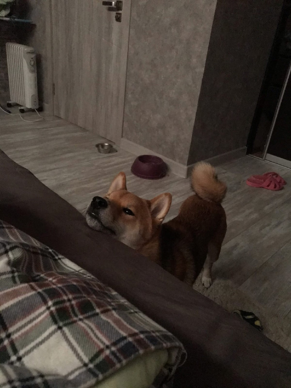 RUBYLIGHT DIN WINCHESTER. AMERICAN AKITA RUBYLIGHT KENNEL I SHIBA-INU