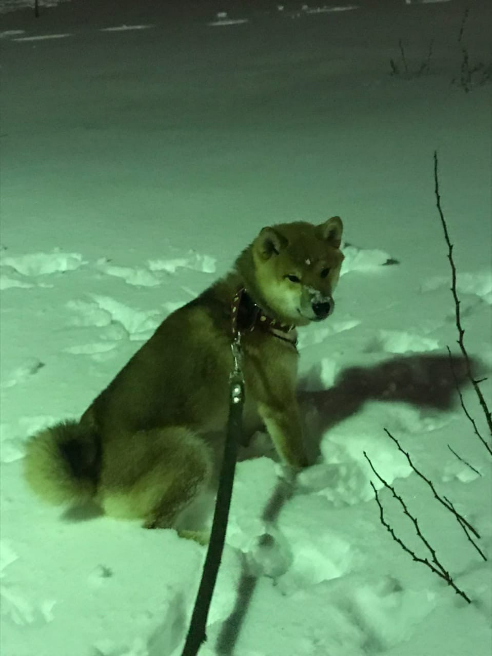 RUBYLIGHT DIN WINCHESTER. AMERICAN AKITA RUBYLIGHT KENNEL I SHIBA-INU