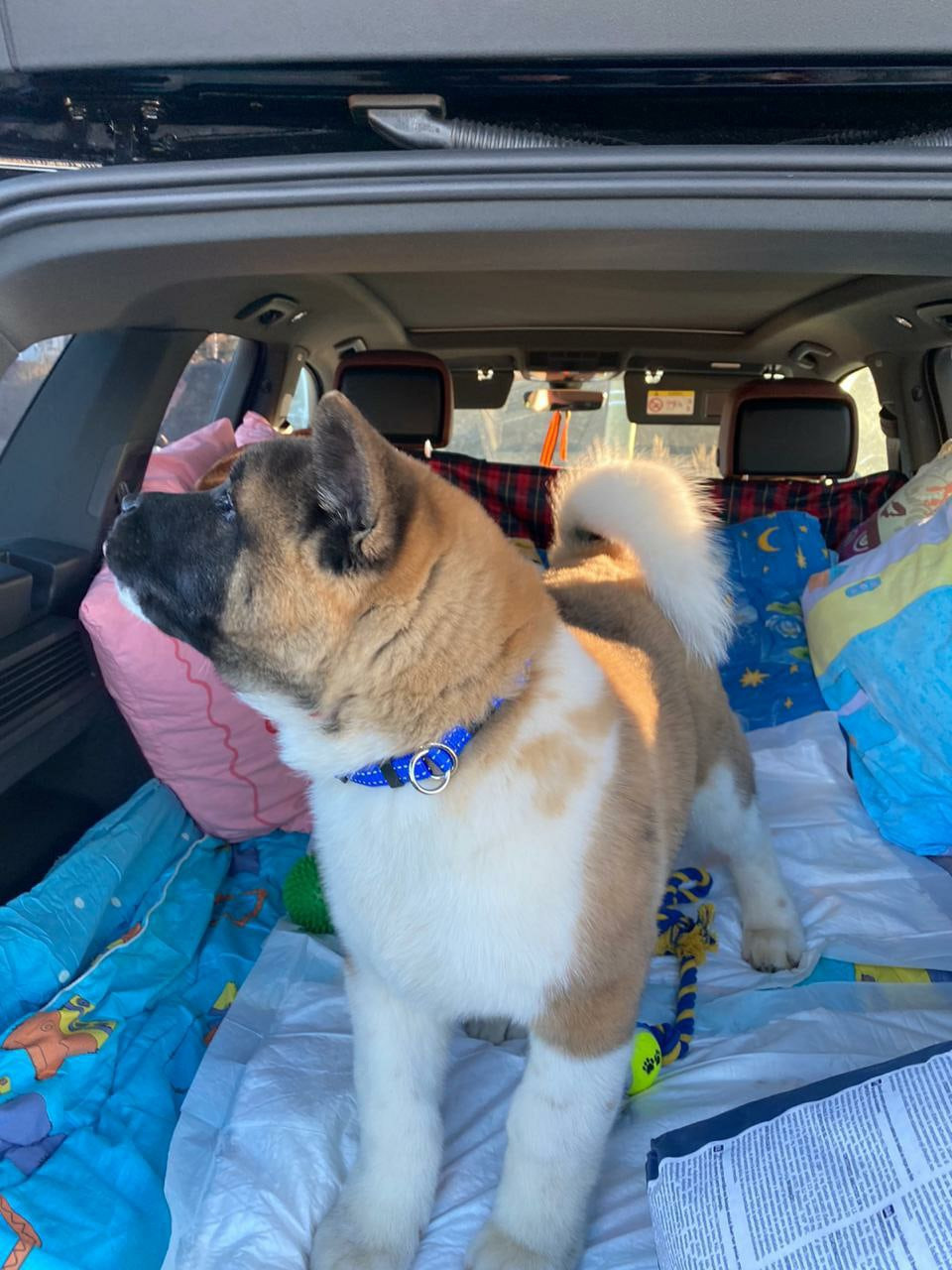 Американская акита питомник RUBYLIGHT. Американская акита I Сиба ину I Питомник RUBYLIGHT