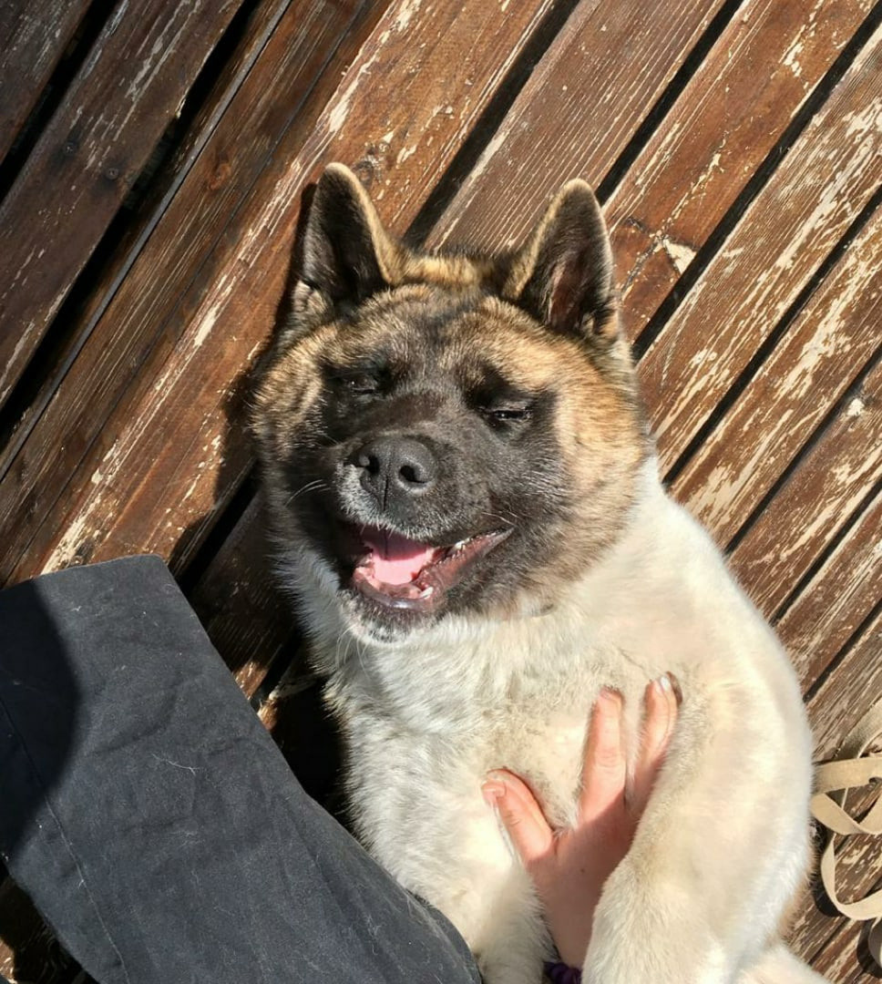 Американская акита питомник RUBYLIGHT. Американская акита I Сиба ину I Питомник RUBYLIGHT